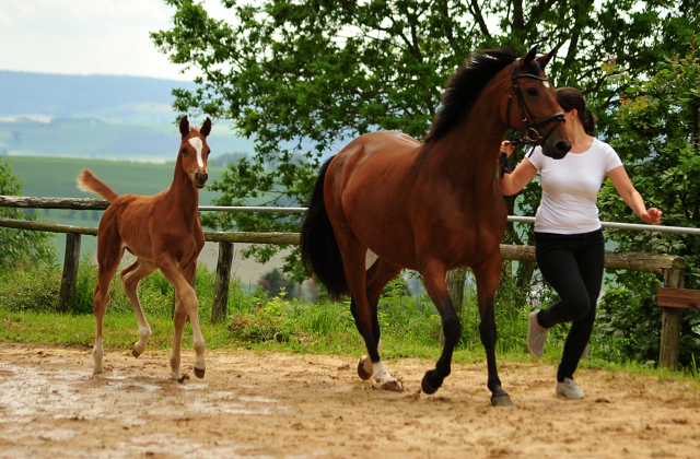 Trakehner Hengstfohlen von High Motion u.d. Perinola v. Axis, Foto: Beate Langels