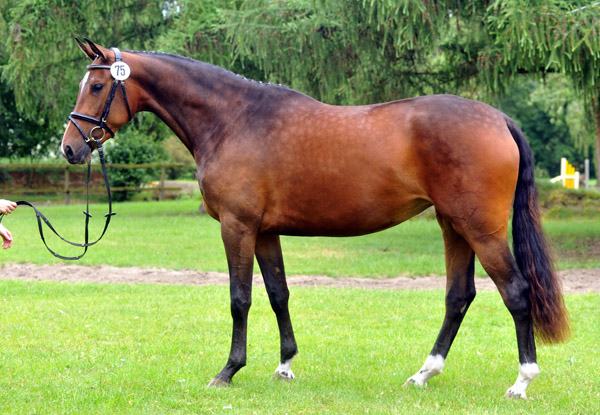 Galila von Exclusiv - Maestro, Prmienanwrterin des Trakehner Verbandes 2012, Foto: Beate Langels