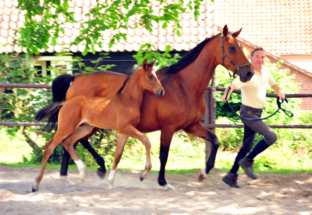 5 Wochen alt - Hengstfohlen von Saint Cyr u.d. Dagmar v. Damsey - Foto: Beate Langels