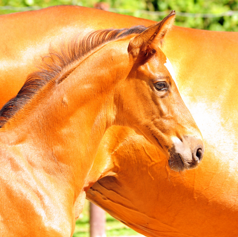 5 Wochen alt - Hengstfohlen von Saint Cyr u.d. Dagmar v. Damsey - Foto: Beate Langels