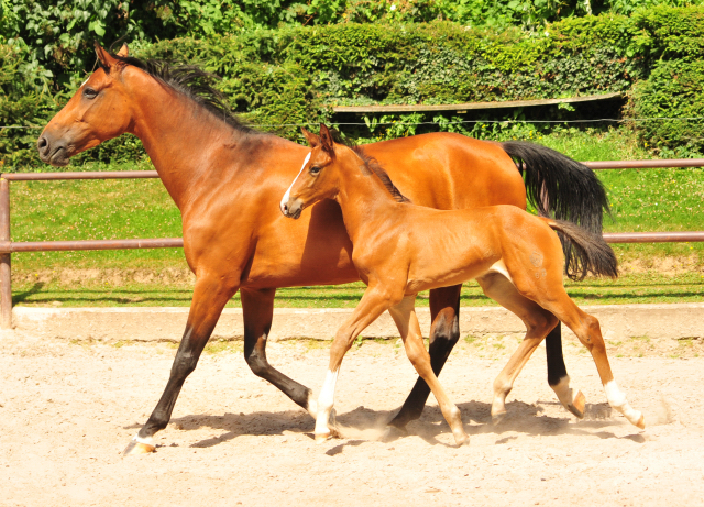 5 Wochen alt - Hengstfohlen von Saint Cyr u.d. Dagmar v. Damsey - Foto: Beate Langels