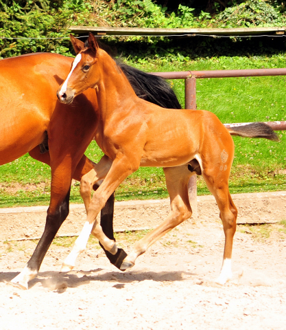 5 Wochen alt - Hengstfohlen von Saint Cyr u.d. Dagmar v. Damsey - Foto: Beate Langels