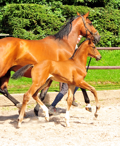 5 Wochen alt - Hengstfohlen von Saint Cyr u.d. Dagmar v. Damsey - Foto: Beate Langels