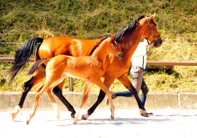 5 Wochen alt - Hengstfohlen von Saint Cyr u.d. Dagmar v. Damsey - Foto: Beate Langels