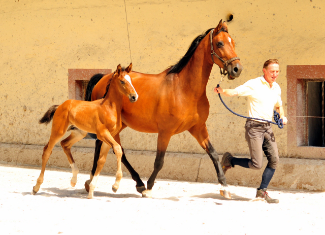5 Wochen alt - Hengstfohlen von Saint Cyr u.d. Dagmar v. Damsey - Foto: Beate Langels