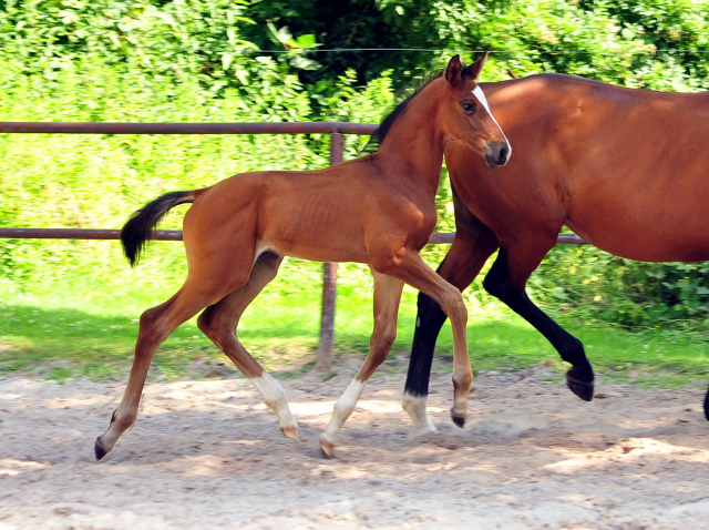 5 Wochen alt - Hengstfohlen von Saint Cyr u.d. Dagmar v. Damsey - Foto: Beate Langels