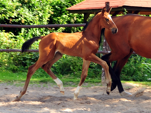 5 Wochen alt - Hengstfohlen von Saint Cyr u.d. Dagmar v. Damsey - Foto: Beate Langels