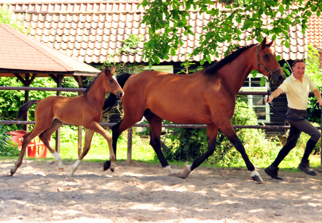 5 Wochen alt - Hengstfohlen von Saint Cyr u.d. Dagmar v. Damsey - Foto: Beate Langels