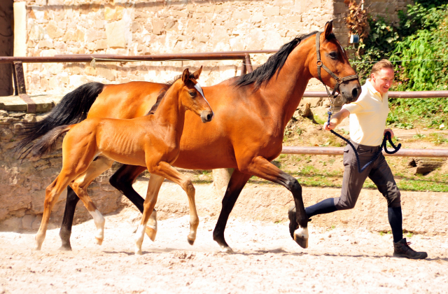 5 Wochen alt - Hengstfohlen von Saint Cyr u.d. Dagmar v. Damsey - Foto: Beate Langels