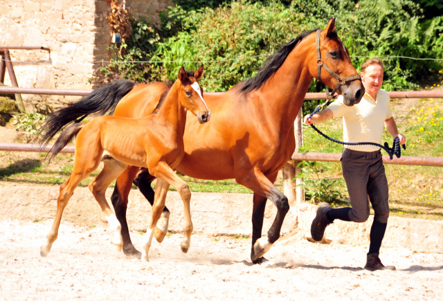 5 Wochen alt - Hengstfohlen von Saint Cyr u.d. Dagmar v. Damsey - Foto: Beate Langels