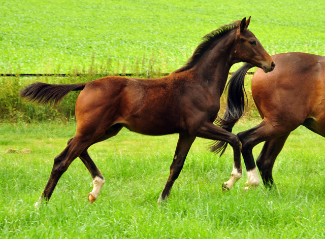 Schwalbendiva und ihre Tochter von Sir Donnerhall I
 Trakehner Gestt Hmelschenburg - Beate Langels