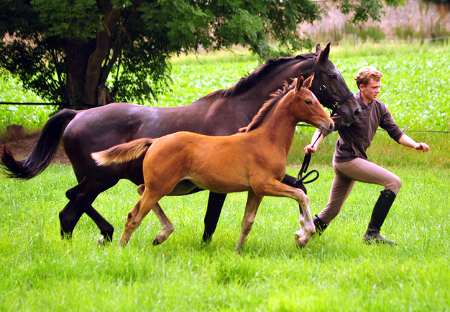 Trakehner Filly by out of Pr.u.StPrSt. Vittoria by Exclusiv- Trakehner Gestt Hmelschenburg - Foto: Beate Langels - 
Trakehner Gestt Hmelschenburg