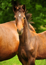 Juli 2019 - Impressionen - Trakehner Gestt Hmelschenburg 2019 - Foto: Beate Langels