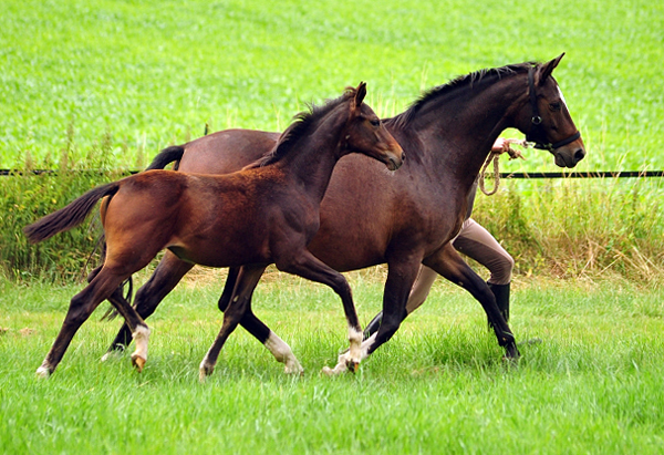 Schwalbendiva und ihre Tochter von Sir Donnerhall I
 Trakehner Gestt Hmelschenburg - Beate Langels