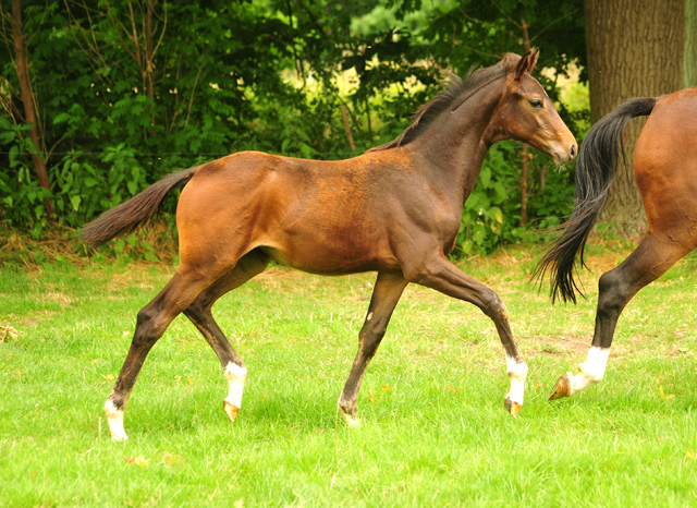 Schwalbendiva und ihre Tochter von Sir Donnerhall I
 Trakehner Gestt Hmelschenburg - Beate Langels