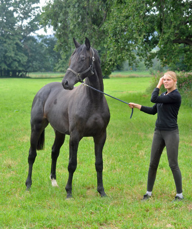 Trakehner Hengst von Summertime u.d. Schwalbenflair v. Exclusiv, Gestt Hmelschenburg