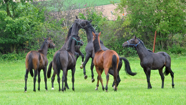 Jhrlingshengste im Gestt Hmelschenburg - Foto: Beate Langels - Trakehner Gestt Hmelschenburg