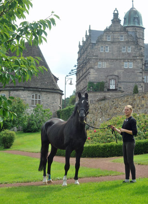 Kostolany - Foto: Beate Langels - Trakehner Gestt Hmelschenburg