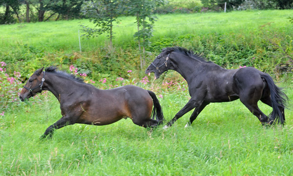 Kostolany und sein dreijhriger Sohn - Foto: Beate Langels - Trakehner Gestt Hmelschenburg