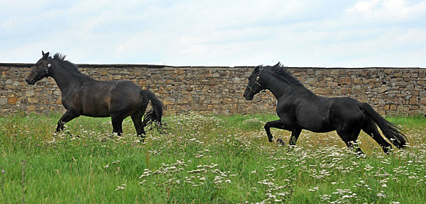 Kostolany und sein dreijhriger Sohn - Foto: Beate Langels - Trakehner Gestt Hmelschenburg