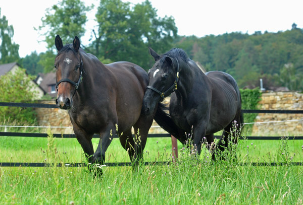 Kostolany und sein dreijhriger Sohn - Foto: Beate Langels - Trakehner Gestt Hmelschenburg