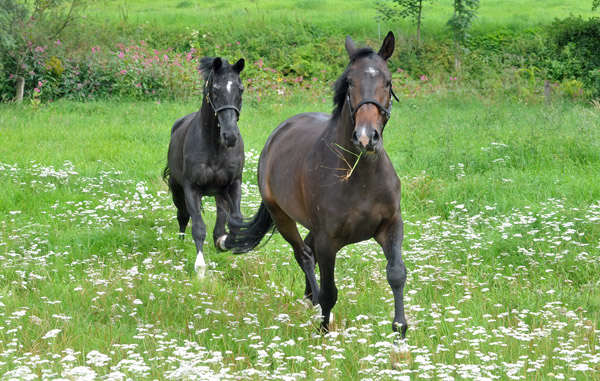 Kostolany und sein dreijhriger Sohn - Foto: Beate Langels - Trakehner Gestt Hmelschenburg