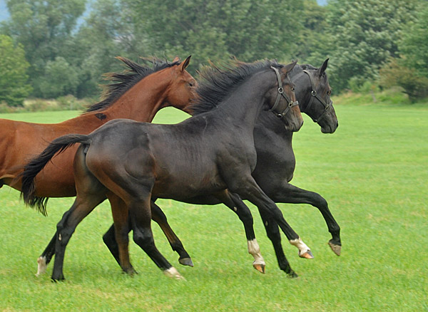 Neuzugang in der Jhrlingshengst-Gruppe im Gestt Hmelschenburg - Foto: Beate Langels - Trakehner Gestt Hmelschenburg