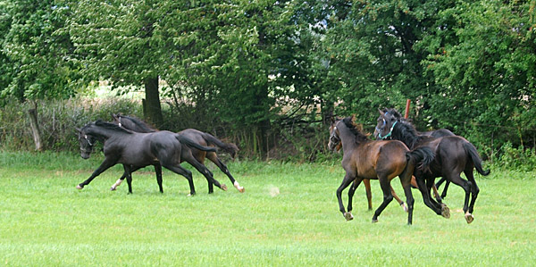 Jhrlingshengste im Gestt Hmelschenburg - Foto: Beate Langels - Trakehner Gestt Hmelschenburg