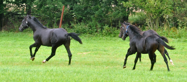 Jhrlingshengste im Gestt Hmelschenburg - Foto: Beate Langels - Trakehner Gestt Hmelschenburg