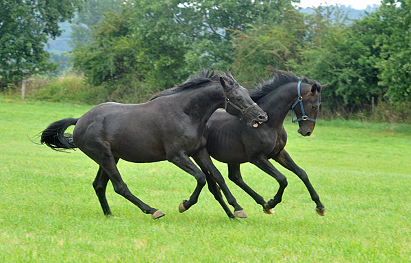 Zweijhriger Hengst von Summertime/Schwalbenflair u. Jhrlingshengst v. Summertime/Beloved - im Gestt Hmelschenburg - Foto: Beate Langels - Trakehner Gestt Hmelschenburg