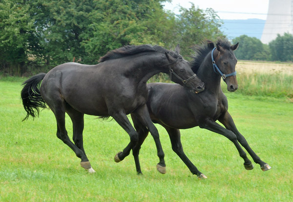 Zweijhriger Hengst von Summertime/Schwalbenflair u. Jhrlingshengst v. Summertime/Beloved -  im Gestt Hmelschenburg - Foto: Beate Langels - Trakehner Gestt Hmelschenburg