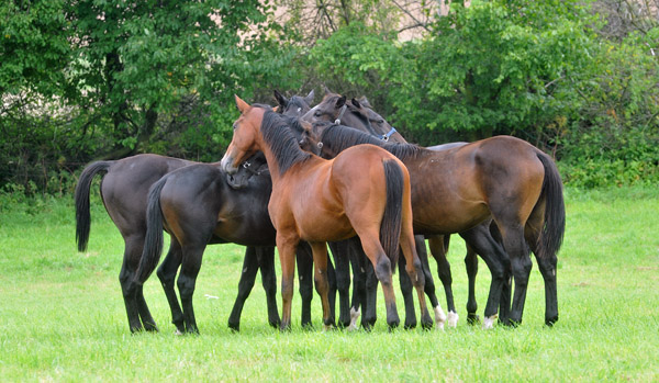 Jhrlingshengste im Gestt Hmelschenburg - Foto: Beate Langels - Trakehner Gestt Hmelschenburg