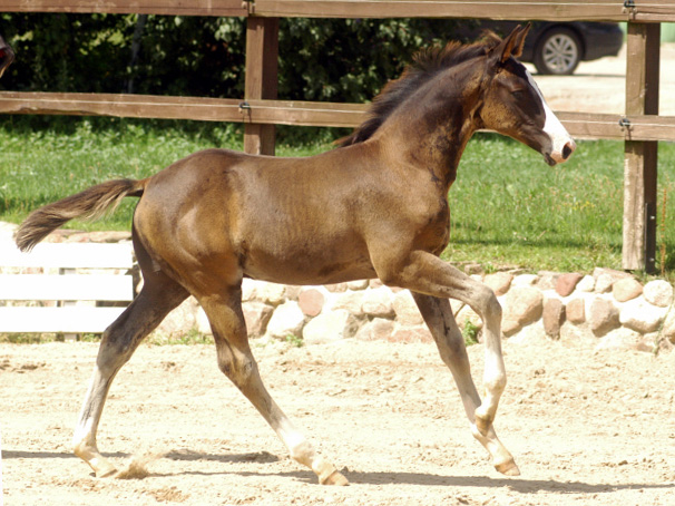Besuch der Trakehner Freunde Weserbergland in Schäplitz - 10. August 2012 - Foto: Beate Langels - Trakehner Gestüt Hämelschenburg