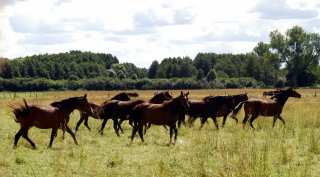 Besuch der Trakehner Freunde Weserbergland in Schäplitz - 10. August 2012 - Foto: Beate Langels - Trakehner Gestüt Hämelschenburg