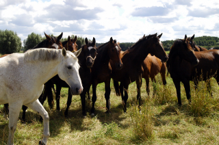 Besuch der Trakehner Freunde Weserbergland in Schäplitz - 10. August 2012 - Foto: Beate Langels - Trakehner Gestüt Hämelschenburg