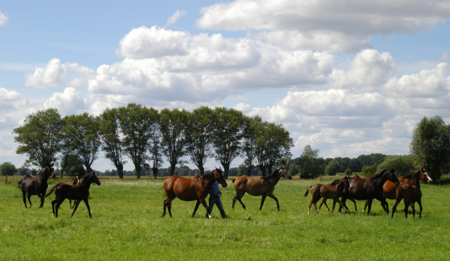Besuch der Trakehner Freunde Weserbergland in Schäplitz - 10. August 2012 - Foto: Beate Langels - Trakehner Gestüt Hämelschenburg