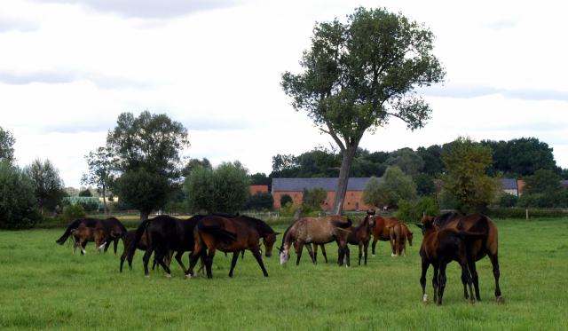 Besuch der Trakehner Freunde Weserbergland in Schäplitz - 10. August 2012 - Foto: Beate Langels - Trakehner Gestüt Hämelschenburg