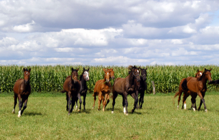 Besuch der Trakehner Freunde Weserbergland in Schäplitz - 10. August 2012 - Foto: Beate Langels - Trakehner Gestüt Hämelschenburg