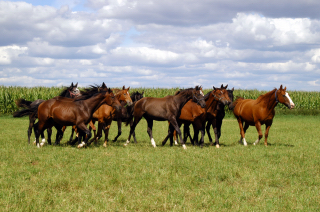 Besuch der Trakehner Freunde Weserbergland in Schäplitz - 10. August 2012 - Foto: Beate Langels - Trakehner Gestüt Hämelschenburg