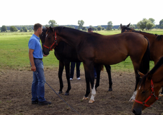 Besuch der Trakehner Freunde Weserbergland in Schäplitz - 10. August 2012 - Foto: Beate Langels - Trakehner Gestüt Hämelschenburg
