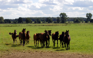 Besuch der Trakehner Freunde Weserbergland in Schäplitz - 10. August 2012 - Foto: Beate Langels - Trakehner Gestüt Hämelschenburg