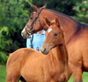 Foto Beate Langels - Trakehner Gestüt Hämelschenburg