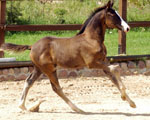 Besuch der Trakehner Freunde Weserbergland im Gestüt Schäplitz  - Foto Beate Langels - Trakehner Gestüt Hämelschenburg