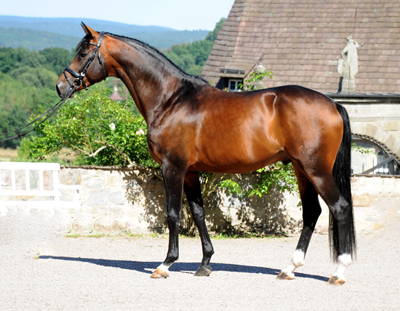 August 2022 - Trakehner Gestt Hmelschenburg  - Foto: Beate Langels