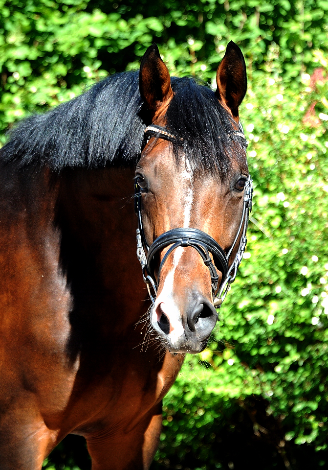 High Quality von Saint Cyr x Summertime  - Trakehner Gestt Hmelschenburg - 
Foto: Beate Langels