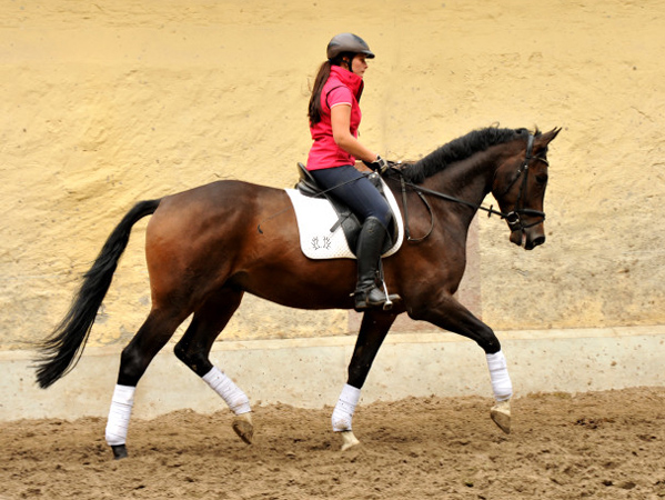 4jhriger Trakehner Wallach von Shavalou u.d. Kalidah Jamal v. Manhattan - Foto Beate Langels