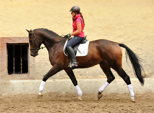 4jhriger Trakehner Wallach von Shavalou u.d. Kalidah Jamal v. Manhattan - Foto Beate Langels