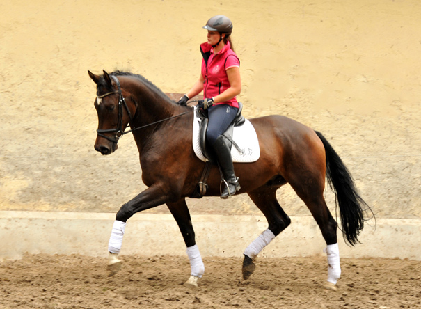 4jhriger Trakehner Wallach von Shavalou u.d. Kalidah Jamal v. Manhattan - Foto Beate Langels