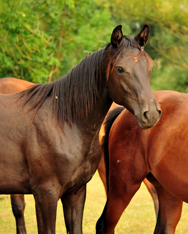  - Foto: Beate Langels - Jhrlingshengst v. Marseille 
Trakehner Gestt Hmelschenburg
