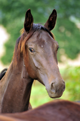   - Foto: Beate Langels - Jhrlingshengst v. Touch my Heart u.d. Vittoria -
Trakehner Gestt Hmelschenburg